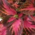 Kingswood Torch - Coleus 