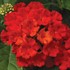 Bandana® 'Landscape Red'  Lantana 