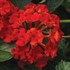 Bandana® 'Landscape Red'  Lantana 