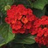 Bandana® 'Landscape Red'  Lantana 