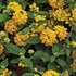 Bandana® 'Landscape Yellow' - Lantana