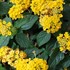 Bandana® 'Landscape Yellow' - Lantana