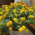 Bandana® 'Landscape Yellow' - Lantana
