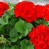 Americana® Dark Red -Zonal Geranium