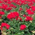 Americana® Dark Red -Zonal Geranium