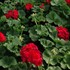 Americana® Dark Red -Zonal Geranium