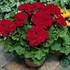 Americana® Dark Red -Zonal Geranium