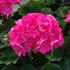 Americana® Pink -Cut Geranium