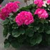 Americana® Pink -Cut Geranium