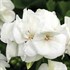 Americana® White - Cut Geranium