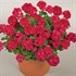 'Americana® Cherry Rose'  Cut Geranium