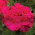 'Americana® Cherry Rose'  Cut Geranium