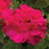 'Americana® Cherry Rose'  Cut Geranium