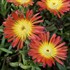 Wheels of Wonder® 'Fire Wonder' Ice Plant