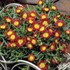 Wheels of Wonder® 'Fire Wonder' Ice Plant