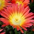 Wheels of Wonder® 'Fire Wonder' Ice Plant