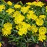 Delosperma 'Golden Wonder' Wheels of Wonder™ Ice Plant