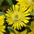 Delosperma 'Golden Wonder' Wheels of Wonder™ Ice Plant