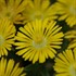 Delosperma 'Golden Wonder' Wheels of Wonder™ Ice Plant