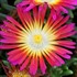 'Hot Pink Wonder' Wheels of Wonder™ Ice Plant