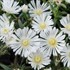 'White Wonder' Wheels of Wonder® Ice Plant