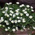 'White Wonder' Wheels of Wonder® Ice Plant