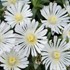 'White Wonder' Wheels of Wonder® Ice Plant