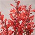 'Red' Sunrise® Agastache