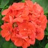 'Rocky Mountain™ Orange'  Cut Geranium