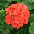 'Rocky Mountain™ Orange'  Cut Geranium