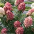 Fire Light  Hydrangea