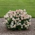 'Little Quick Fire'®  Hydrangea