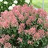 'Little Quick Fire'®  Hydrangea