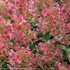 'Little Quick Fire'®  Hydrangea