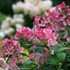 'Little Quick Fire'®  Hydrangea