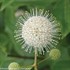 Sugar Shack Dwarf Buttonbush
