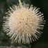 Sugar Shack Dwarf Buttonbush
