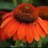 Sombrero® 'Flamenco Orange' Coneflower