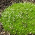 Subulata Irish Moss