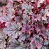 'Spellbound' Coral Bells