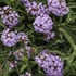 Meteor Shower™ Verbena bonariensis