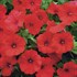 Surfinia® 'Deep Red'
