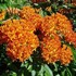 Butterfly Weed Tuberosa