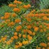 Butterfly Weed Tuberosa