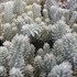 'Blue Spruce' Stonecrop