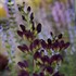 Grape Tafty False Indigo