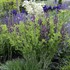 Grape Tafty False Indigo