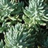 'Blue Spruce' Stonecrop