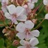 'Biokovo' Cranesbill