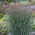 Prairie Winds™ 'Apache Rose' - Switch Grass